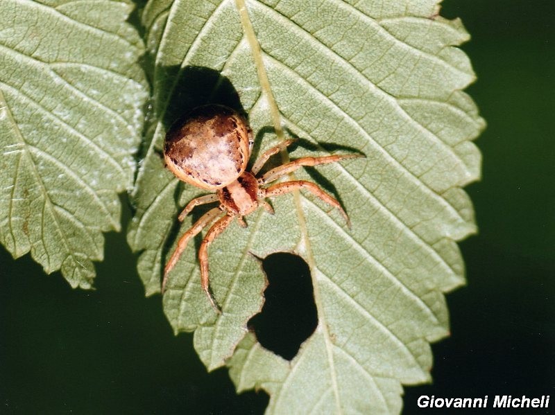 Serie di Araneae del Parco del Ticino